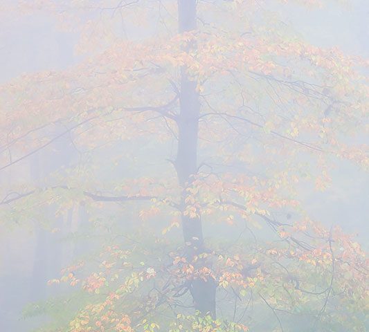 fog, iran, jungle, tree, Galoogah, Mazandaran,Fall, autamn مه جنگل پاییز رنگارنگ